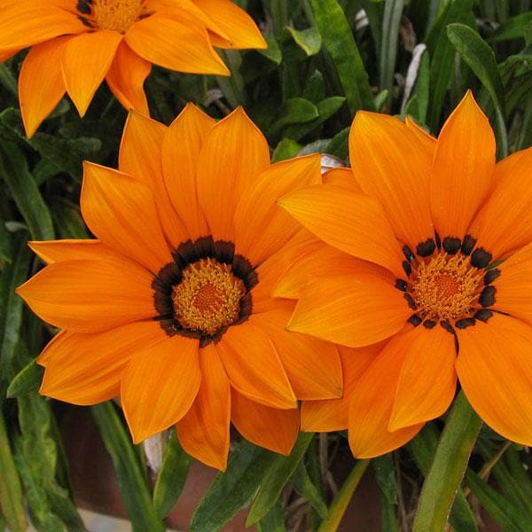 Orange Gazania Flower Seeds for Planting – Heirloom, Non-GMO, High Germination Organic Garden Seeds