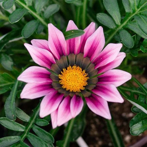 White Pink Gazania Flower Seeds for Planting – Heirloom, Non-GMO, High Germination Organic Garden Seeds