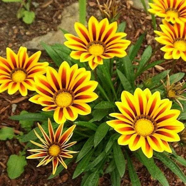 Red Yellow Gazania Flower Seeds for Planting – Heirloom, Non-GMO, Compact Growth, High Germination