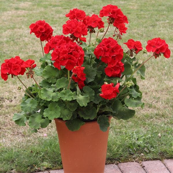 Red Geranium Flower Seeds for Planting – Heirloom, Non-GMO, High Germination Organic Garden Seeds