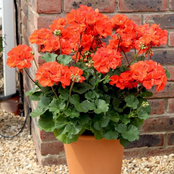Orange Geranium Flower Seeds for Planting – Heirloom, Non-GMO, High Germination Organic Garden Seeds