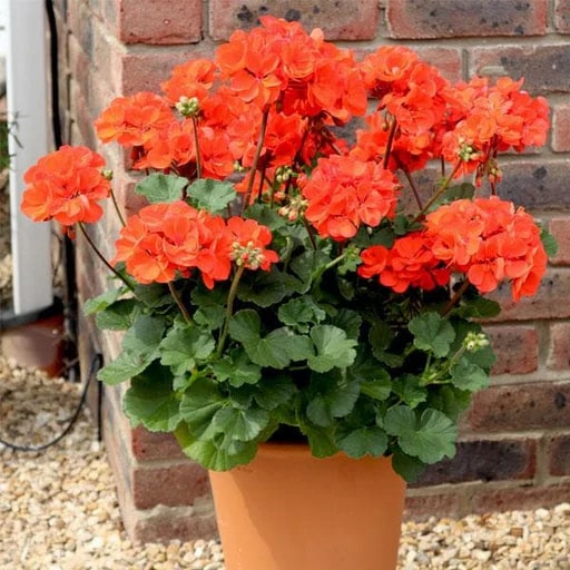 Red Orange Geranium Flower Seeds for Planting – Heirloom, Non-GMO, High Germination Organic Garden Seeds