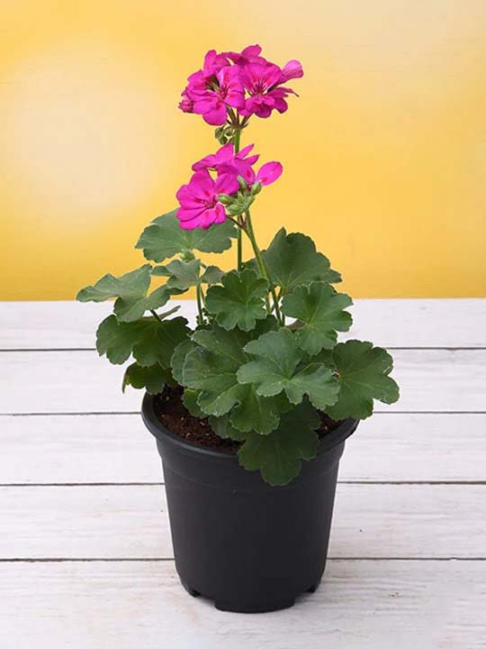 Pink Big Blooms Geranium Flower Seeds for Planting – Heirloom, Non-GMO, High Germination for Borders