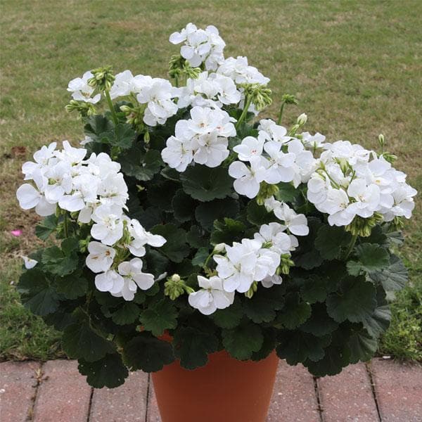 Geranium Flower Seeds for Planting White – Cut Flower Favorite, Heirloom, Non-GMO, High Germination Organic Garden Seeds