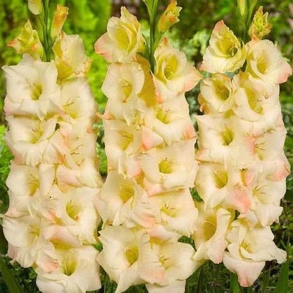 Cream Gladiolus Flower Seeds for Planting – Heirloom, Non-GMO, Fragrant Blossoms, High Germination