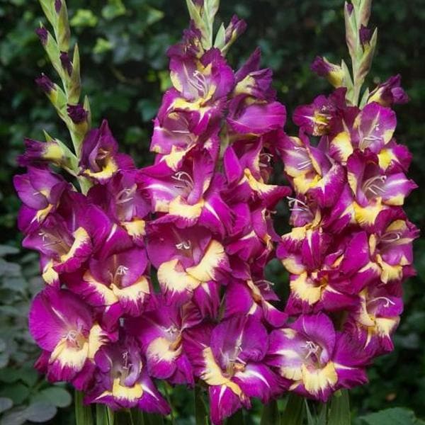 Gladiolus Flower Seeds for Planting Purple Yellow – Heirloom, Non-GMO, High Germination Organic Garden Seeds