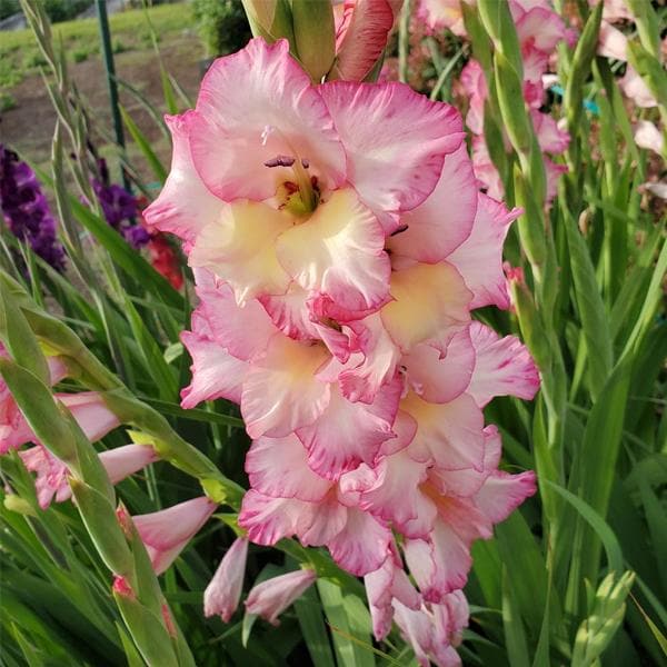 Pink Yellow Gladiolus Flower Seeds for Planting – Wildflower Mix, Heirloom, Non-GMO, High Germination Organic Garden Seeds