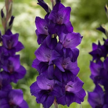Purple Gladiolus Flower Seeds for Planting – Heirloom, Non-GMO, Compact Growth, High Germination Seeds