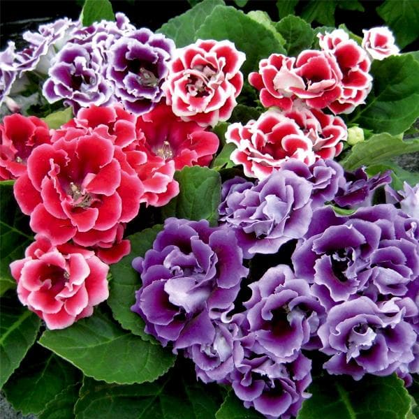 Mixed Colour Brazilian Gloxinia Flower Seeds for Planting – Heirloom, Non-GMO, Organic Garden Seeds