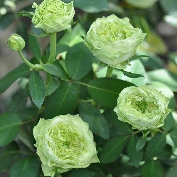 Green Rose Flower Seeds for Planting – Colorful Display, Heirloom, Non-GMO Seeds for Home Garden
