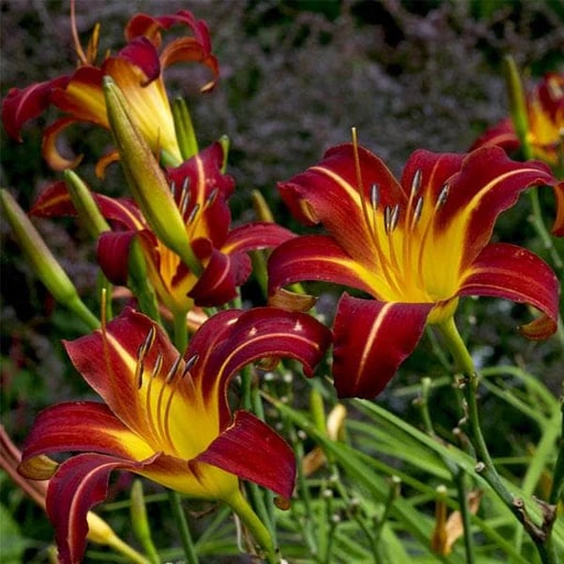 Yellow Red Hemerocallis Flower Seeds for Planting | Heirloom, Non-GMO, High Germination Garden Seeds
