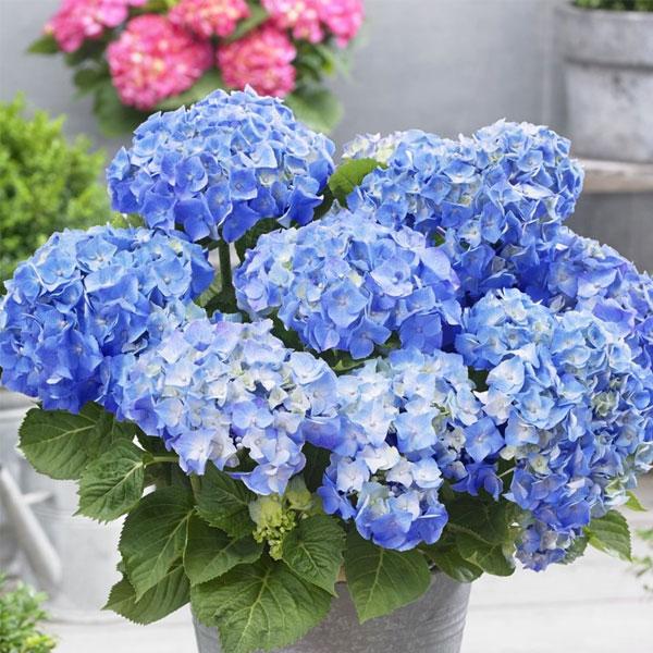 Sky Blue Univalve Geranium Flower Seeds for Planting – Heirloom, Non-GMO, High Germination Garden Seeds
