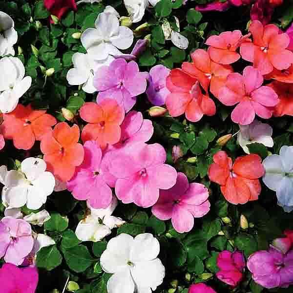Impatiens Flower seeds for Planting - Wildflower Mix, Heirloom & GMO Free Seeds for Home Garden | Non-GMO High Germination Organic Garden Seeds