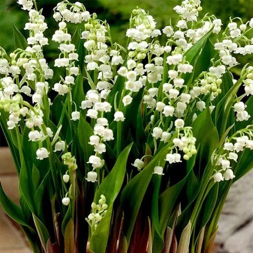 White Bell Orchid Flower Seeds – Shade Tolerant, Heirloom & Non-GMO Seeds for Home Garden