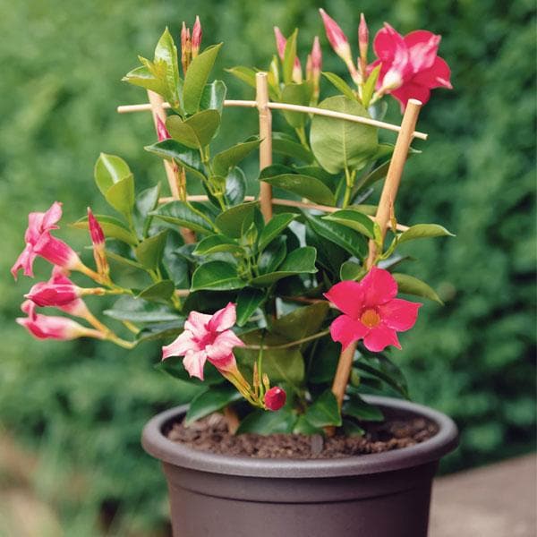 Mandevilla Flower Seeds for Planting – Wildflower Mix, Heirloom, Non-GMO, High Germination Garden Seeds