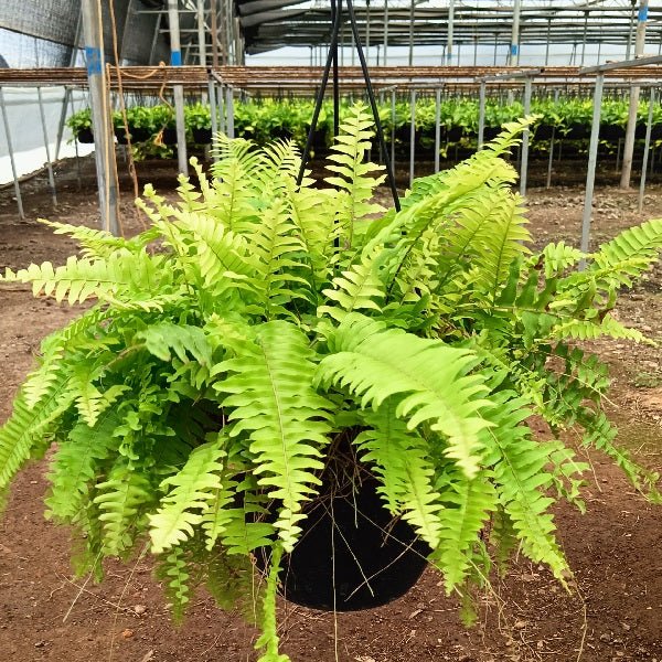 Green Pink Fern for Planting – Heirloom, Non-GMO Seeds for Home Organic Garden, High Germination