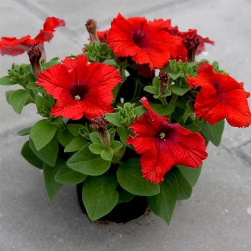 Red Oblique Petunia Flower Seeds for Planting - Heirloom Non-GMO Organic Garden Seeds, High Germination