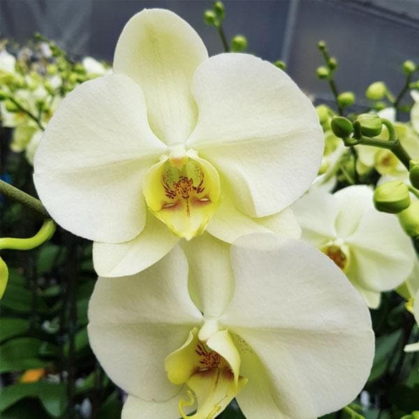 Green White Phalaenopsis Flower Seeds for Planting – Heirloom, Non-GMO, Hardy High Germination Seeds
