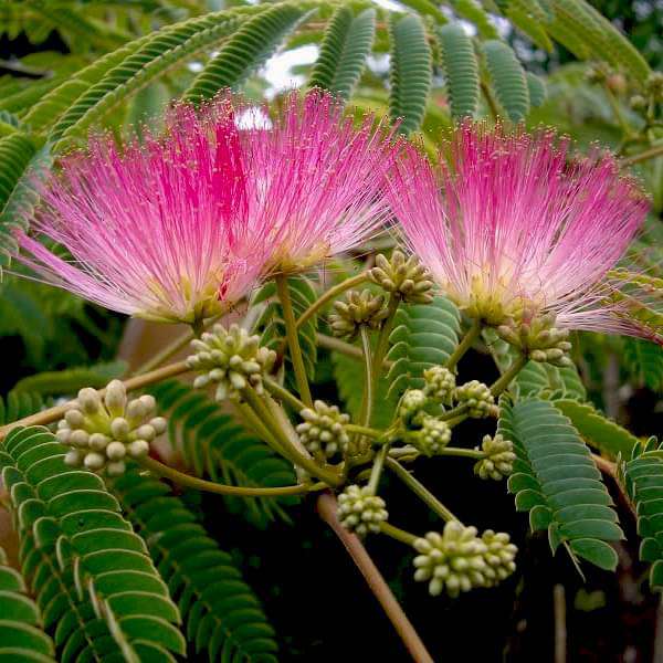Pink Albizia Flower Seeds for Planting – Heirloom, Non-GMO, Compact Growth, High Germination