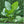 Alocasia Macrorrhiza Seeds for Planting – Heirloom & Non-GMO Tropical Plant Seeds for Exotic Garden Foliage