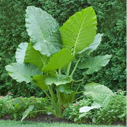 Alocasia Macrorrhiza Seeds for Planting – Heirloom & Non-GMO Tropical Plant Seeds for Exotic Garden Foliage