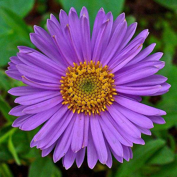 Aster Flower Seeds for Planting – Heirloom Non-GMO Seeds, High Germination for Organic Garden