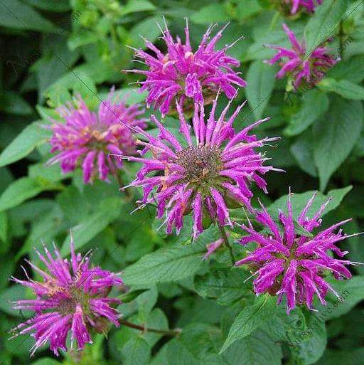 Monarda Flower Seeds for Planting – Heirloom, Non-GMO, Organic Garden Seeds