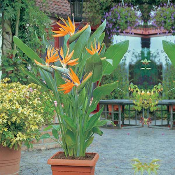 Paradise Flower Seeds for Planting – Heirloom, Non-GMO, High Germination Garden Seeds