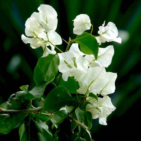 White Bougainvillea Flower Seeds for Planting – Heirloom, Non-GMO, High Germination Organic Garden Seeds