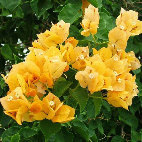 Yellow Bougainvillea Flower Seeds for Planting – Heirloom, Non-GMO, High Germination Organic Garden Seeds