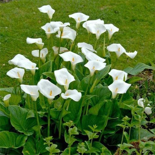 White Calla Lily Flower Seeds for Planting – Heirloom, Non-GMO, High Germination Organic Garden Seeds