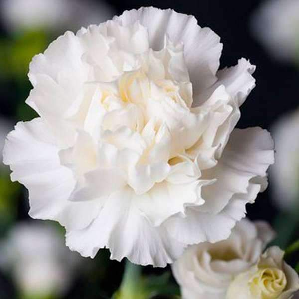 White Dianthus Caryophyllus Flower Seeds for Planting – Heirloom Non-GMO High Germination Organic Garden Seeds