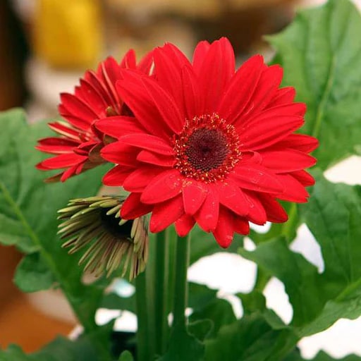 Gerbera Flower Seeds for Planting Red – Premium Quality, Heirloom, Non-GMO, High Germination Organic Garden Seeds