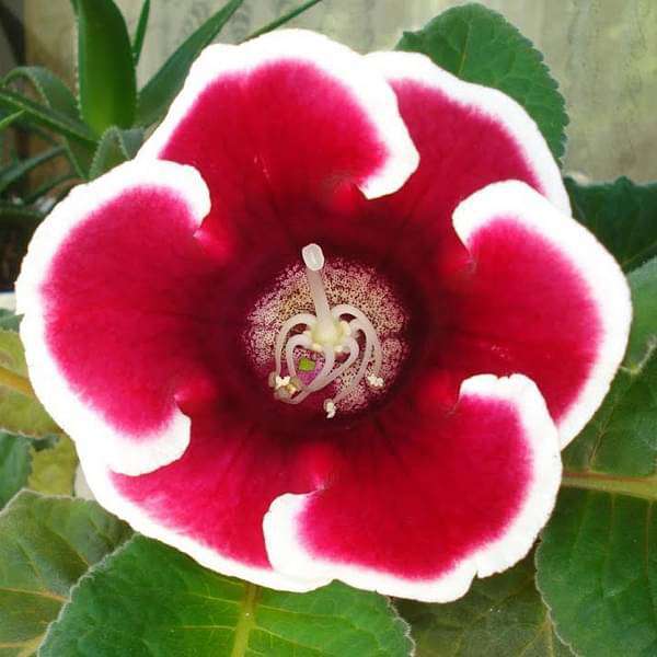 Dark Red White Gloxinia Flower Seeds for Planting – Heirloom Non-GMO High Germination Organic Garden Seeds