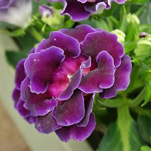Pink Purple Gloxinia Flower Seeds for Planting – Heirloom Non-GMO, High Germination Organic Garden Seeds