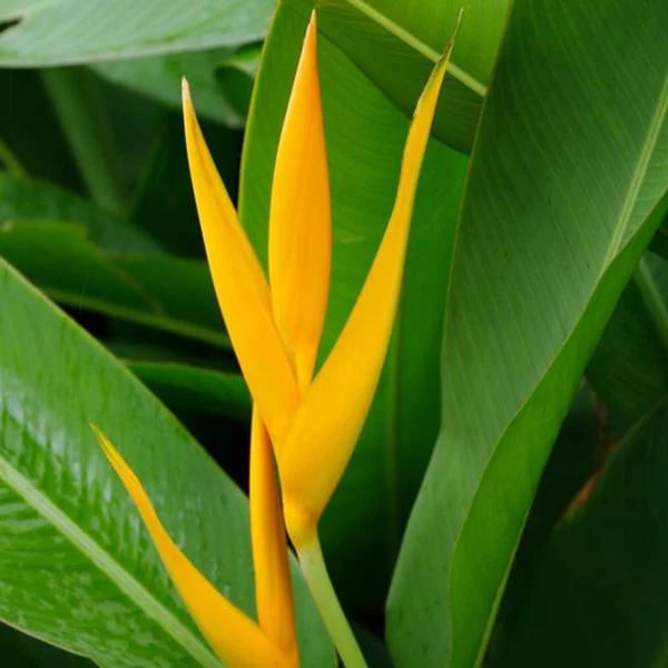 Yellow Strelitzia Reginae Flower Seeds for Planting – Pollinator Friendly, Heirloom & Non-GMO Garden Seeds