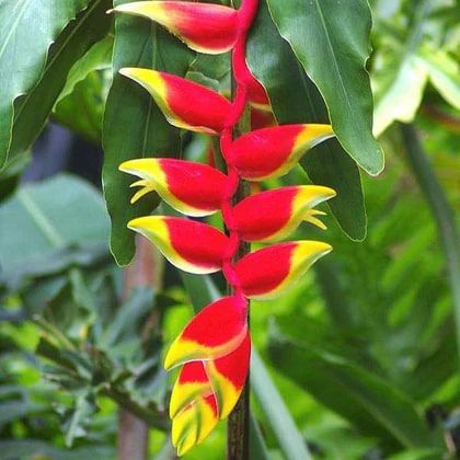 Heliconia Harlingii Flower Seeds for Planting – Heirloom, Non-GMO, High Germination Organic Garden Seeds