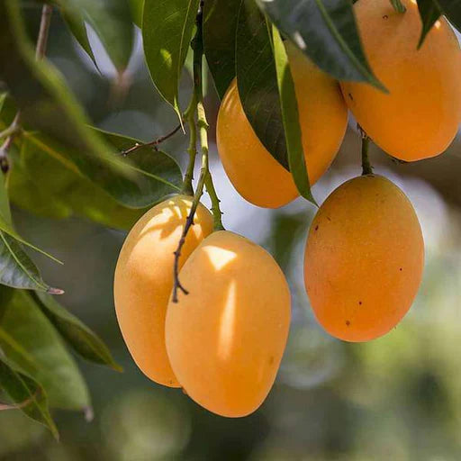 Fruit Seeds,Garden seeds, Seeds For Planting,Plant Seeds