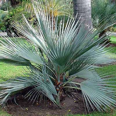 Green Nannorrhops Ritchiana Flower Seeds for Planting – Heirloom, Non-GMO, Shade Tolerant Home Garden Seeds