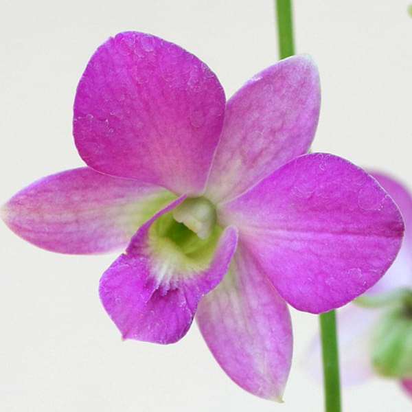 Flower Seeds, Seeds,Seeds For Planting,Plant Seeds
