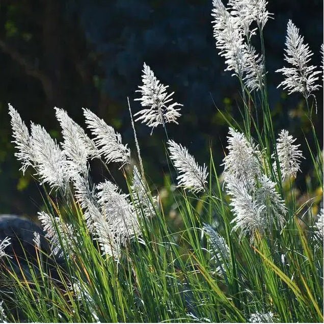 Pampas Flower seeds for Planting – Colorful Display, Heirloom, Non-GMO, High Germination Organic Garden Seeds