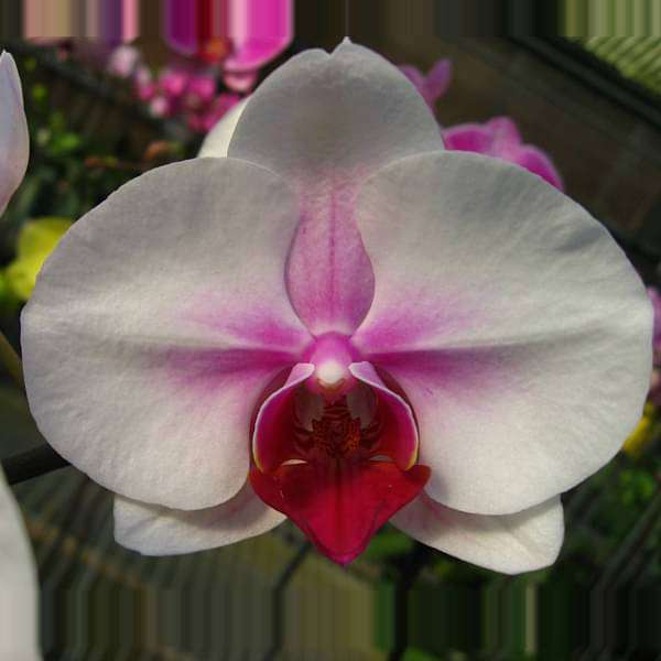 Burgundy White Phalaenopsis Orchids Seeds Flower Seeds for Planting | Heirloom Non-GMO High Germination