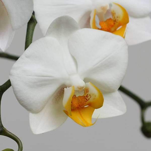 Orange White Phalaenopsis Orchid Flower Seeds for Planting – Heirloom, Non-GMO, Bright Blooms, High Germination