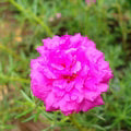 Pink Portulaca Rose Flower Seeds for Planting – Heirloom, Non-GMO, High Germination Organic Garden Seeds
