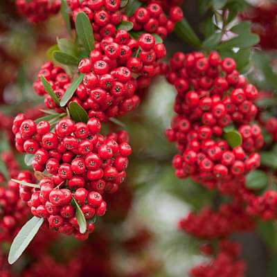 Red Pyracantha Fortuneana Flower Seeds for Planting | Heirloom Non-GMO Organic Garden Seeds