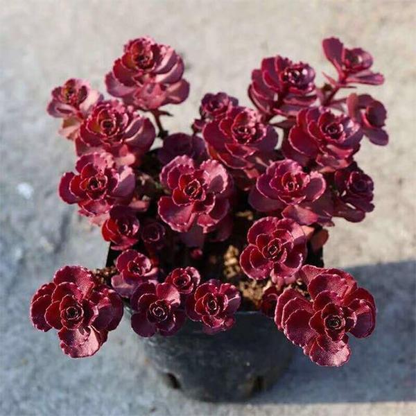 Sedum Dragons Blood Groundcover Flower Seeds for Planting – Heirloom, Non-GMO, High Germination