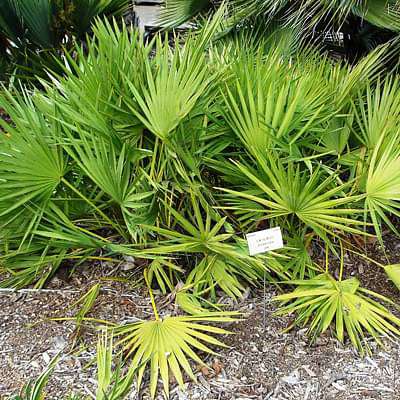 Green Serenoa Plant Seeds for Planting – Heirloom & Non-GMO Garden Seeds