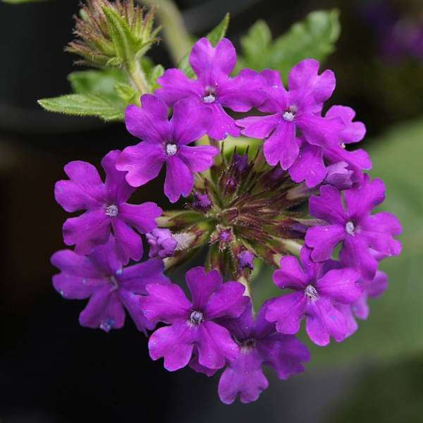Violet Verbena Flower Seeds for Planting – Heirloom Non-GMO High Germination Organic Garden Seeds