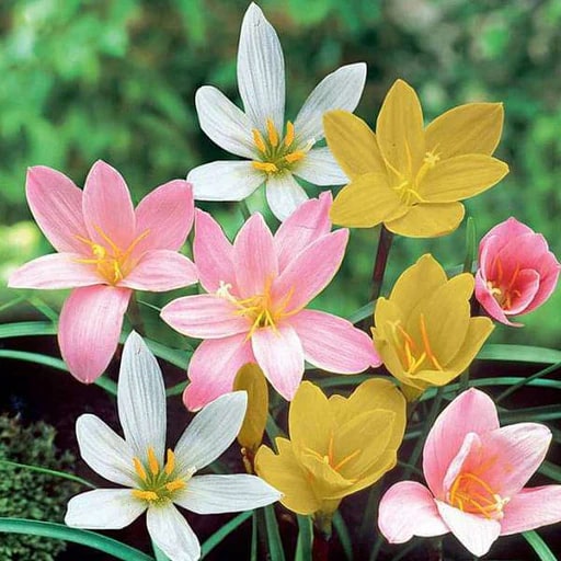 Mixed Rain Lily Flower Seeds for Planting – Heirloom, Non-GMO, High Germination Organic Garden Seeds