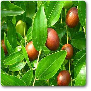 Green Ziziphus Herb Seeds for Planting – Heirloom, Non-GMO, Organic Garden Seeds with High Germination